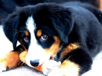 /album/galerie-photos/tess-1-jpg/